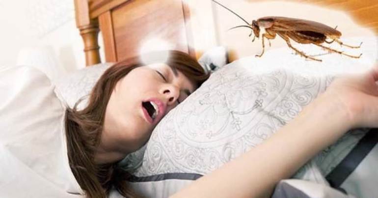 Как растолковать сон про тараканов
