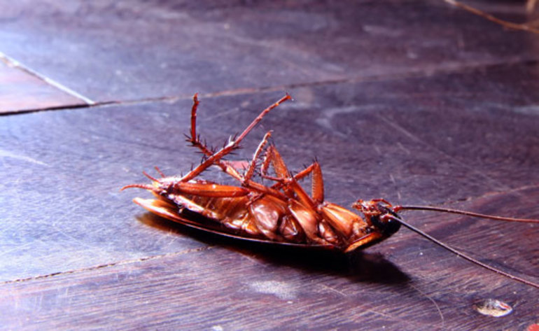 К чему снятся тараканы много и живые