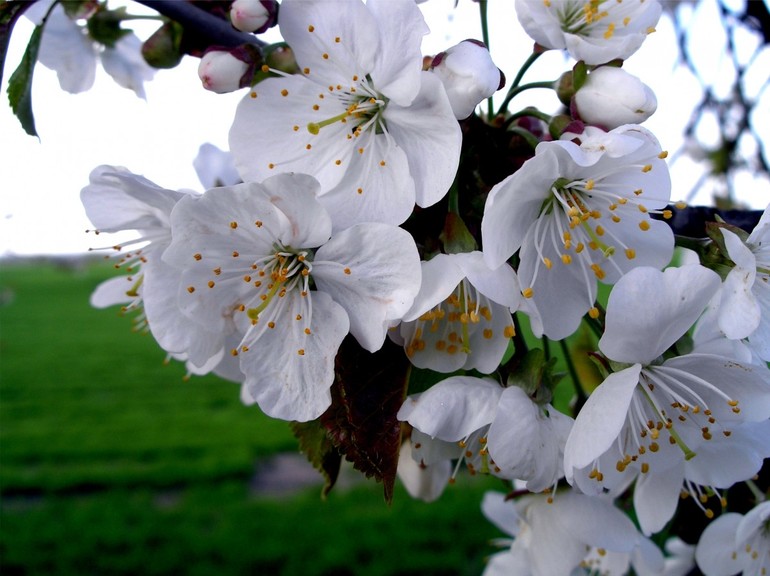 Видеть белые цветы на вишне или яблоне 