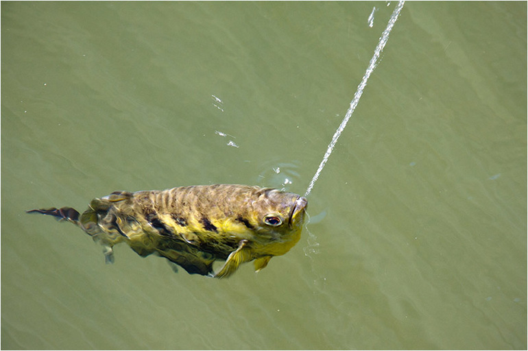 Брызгающая водой рыба 
