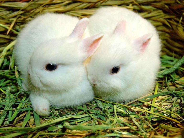 Белые зайцы 
