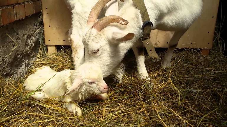 Принимать роды у козы во сне