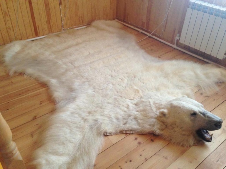 Увидеть шкуру белого медведя во сне 