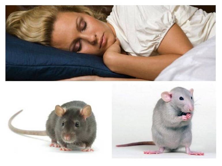 К чему снятся мыши и крысы: толкование по различным сонникам