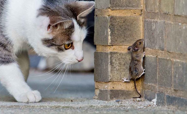 Кот и мышь 