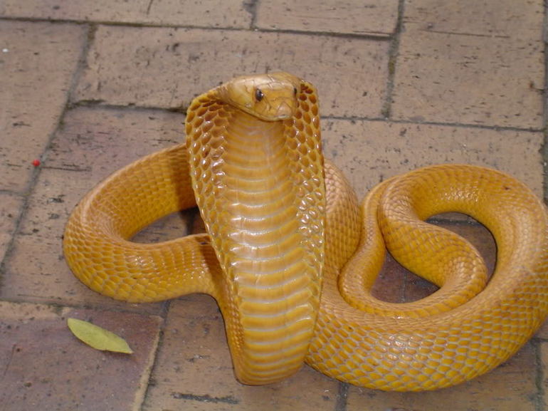 Приснилась желтая кобра 