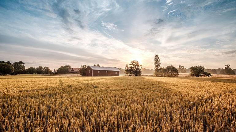 Увидеть свой новый дом стоящим посреди необъятного пшеничного поля во сне 