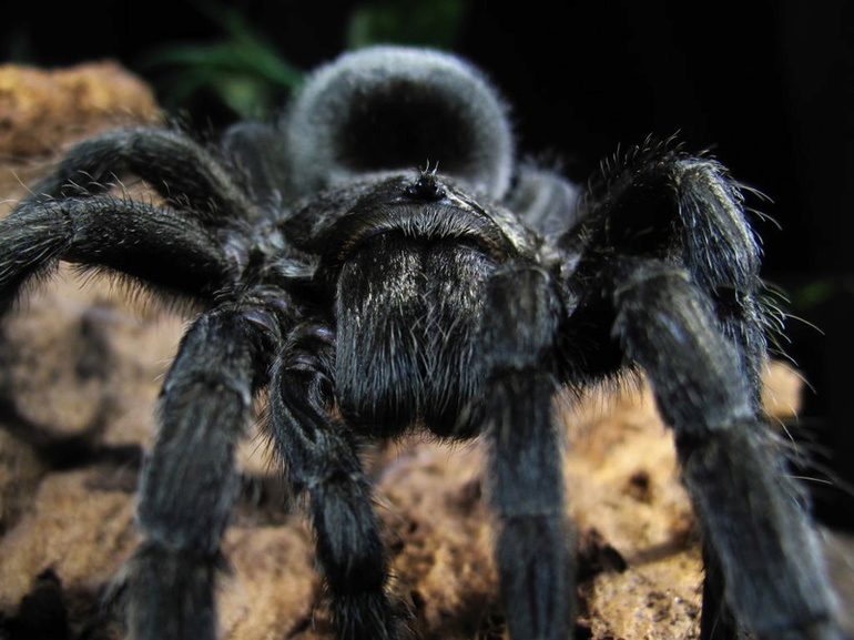 Черный паук огромных размеров 