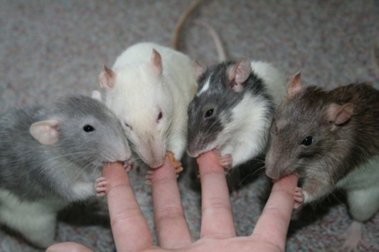 Крысы кусают за пальцы
