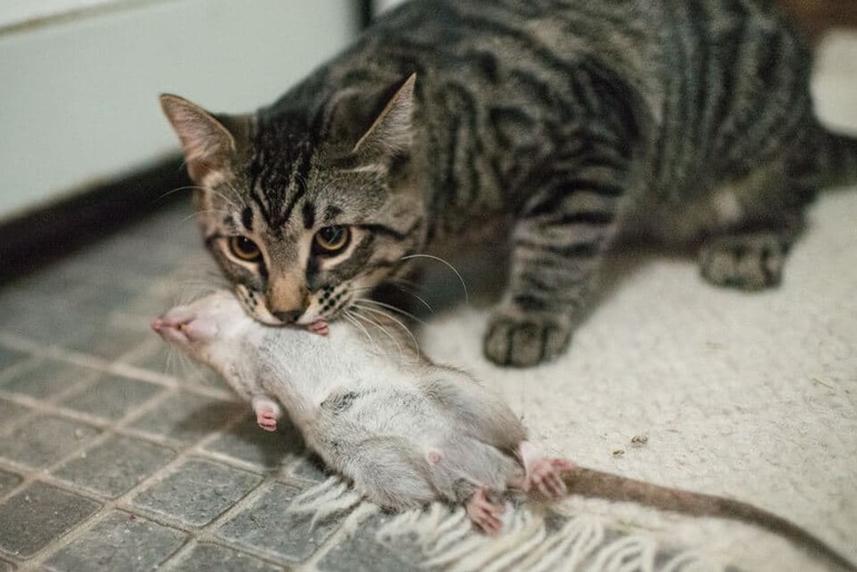 Если кошка поймала крысу 
