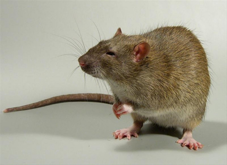 Крыса на задних лапах
