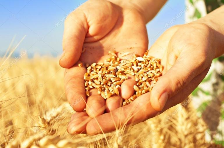Держать пшеницу в руках