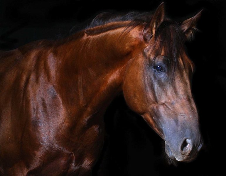 Сонник лошадь коричневая