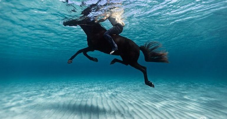 Конь, плавающий в воде