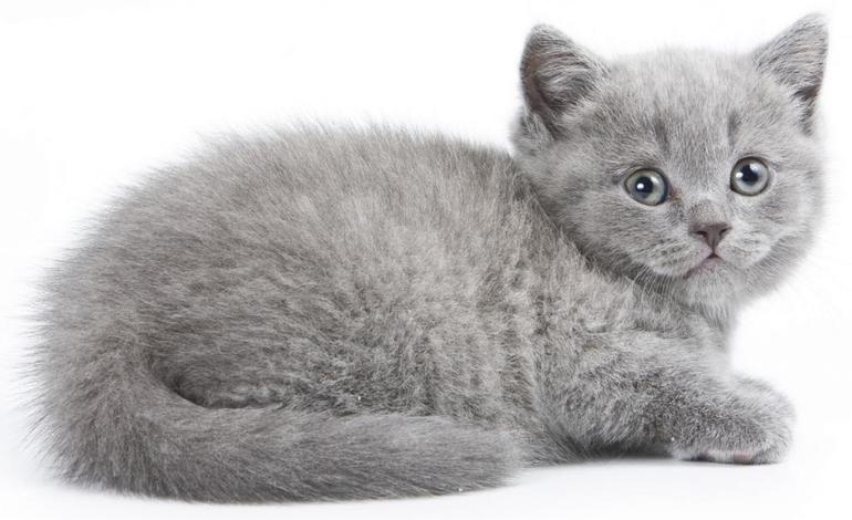 Сонник котенок серый 