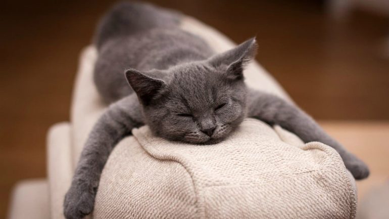 К чему снится котенок маленький серый