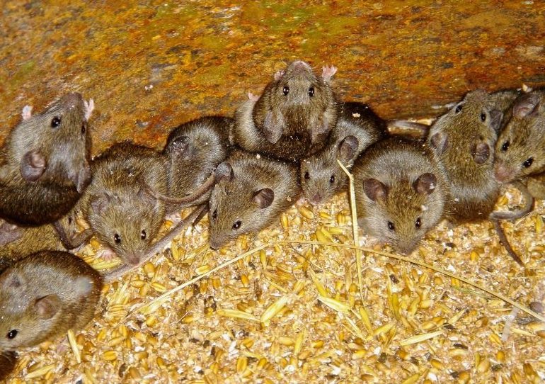 Много мышей в доме