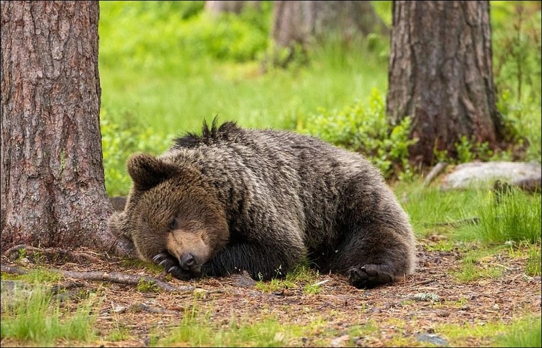 Видеть во сне медвежат