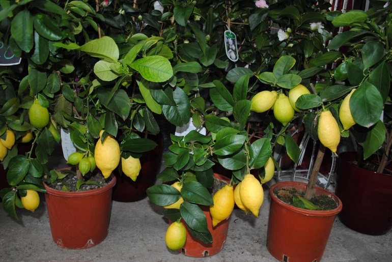 Выращивать плоды лимона