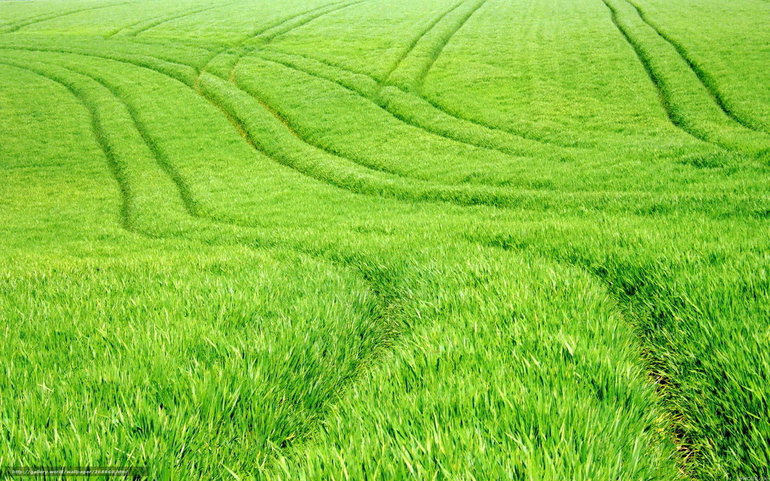 Трава, обильно покрывающая широкое поле, 
