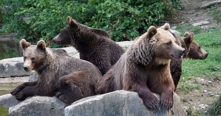 Сон о бурых медведях
