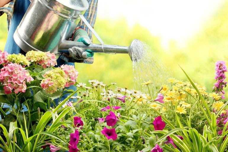 Сонник поливать цветы