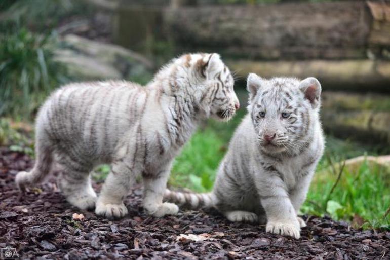 videt tigra albinosa
