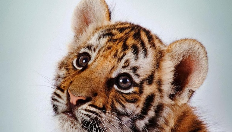 Детёныш тигра 
