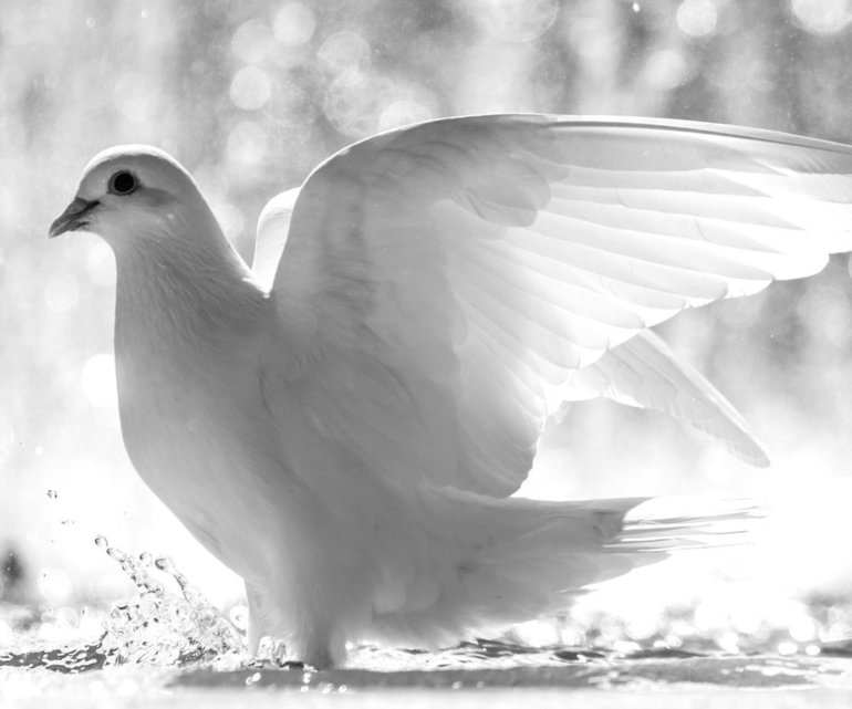 Сонник белый голубь 