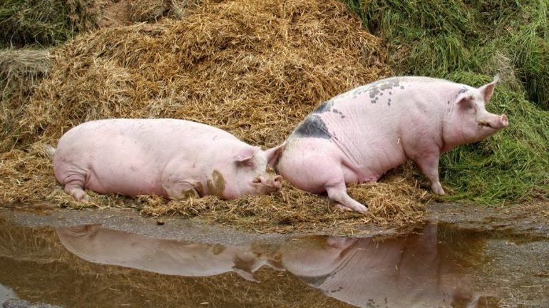 Как растолковать сон про свиней