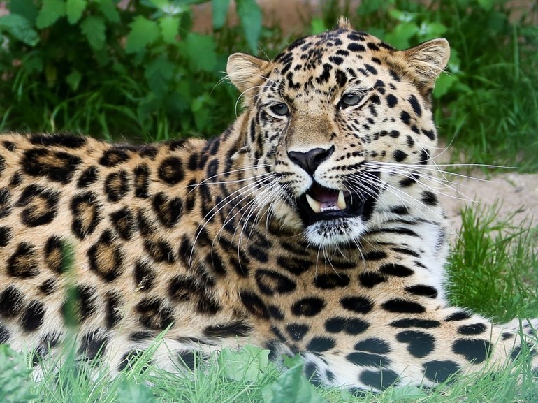 Что означает леопард во сне