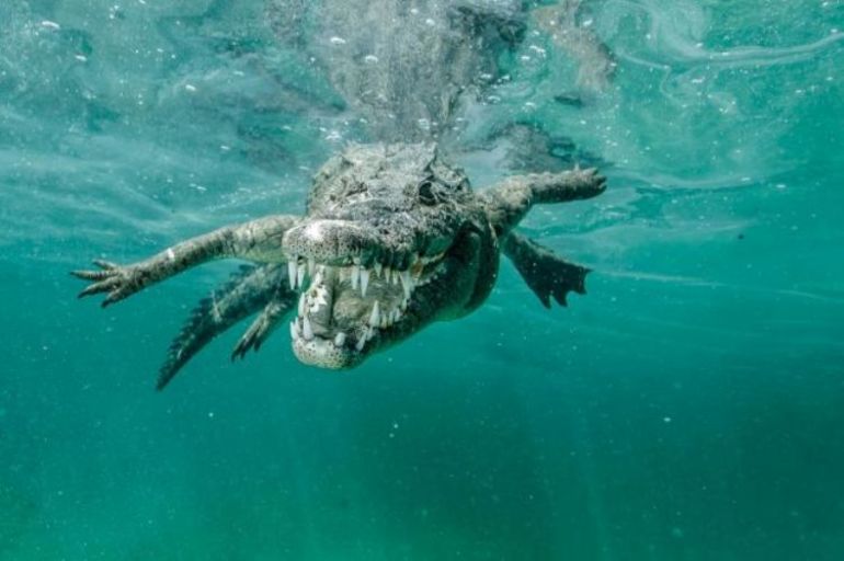 К чему снятся крокодилы в воде много