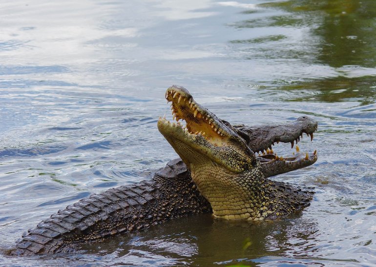 Видеть во сне крокодила в воде
