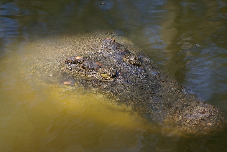 К чему снится крокодил в мутной воде