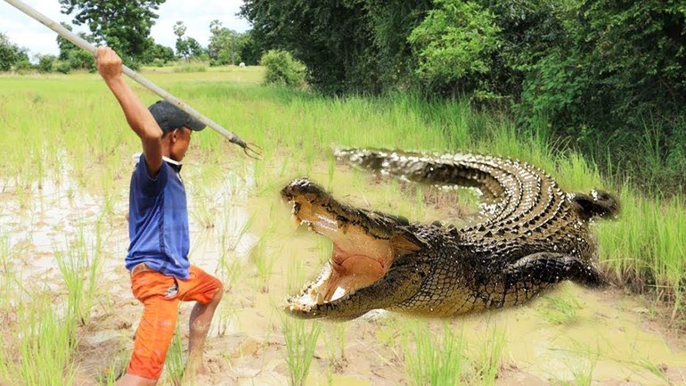 Ловить крокодилов во сне