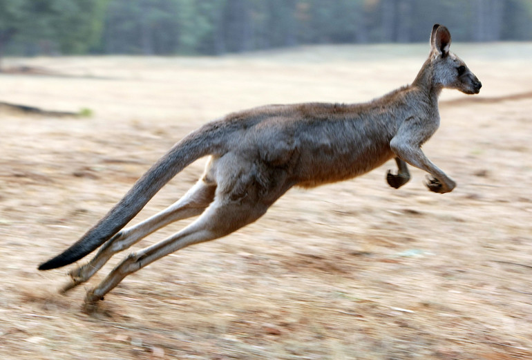  сонник кенгуру прыгает 