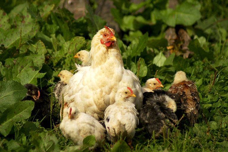 Курица с цыплятами — знак скорой неожиданной прибыли. 