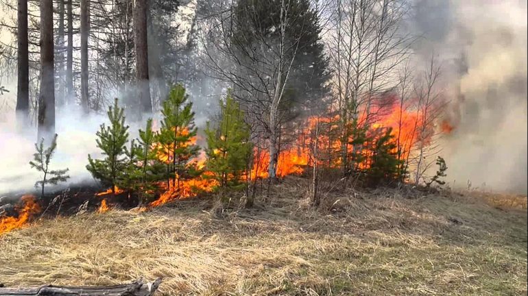 К чему видеть пожар в лесу