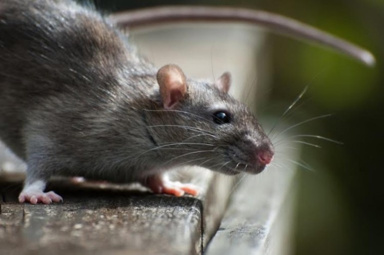О чем говорит сон про крысу