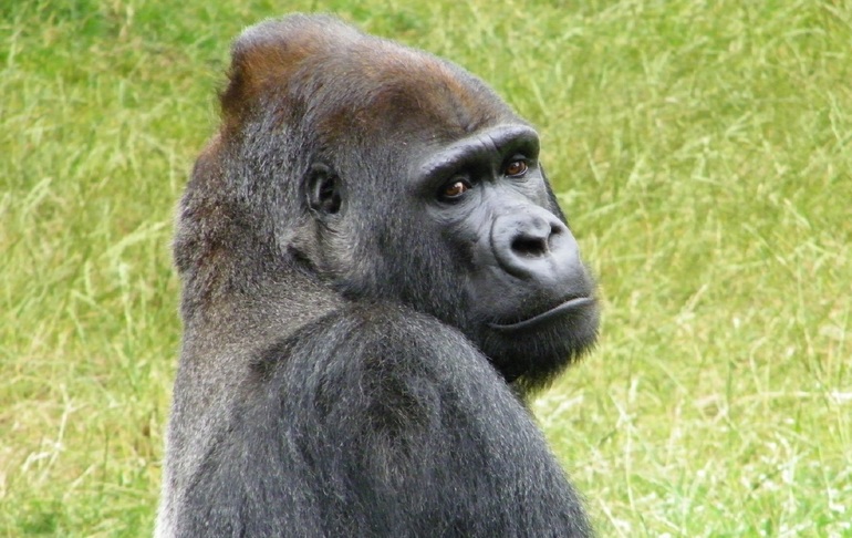 chemu snitsya gorilla