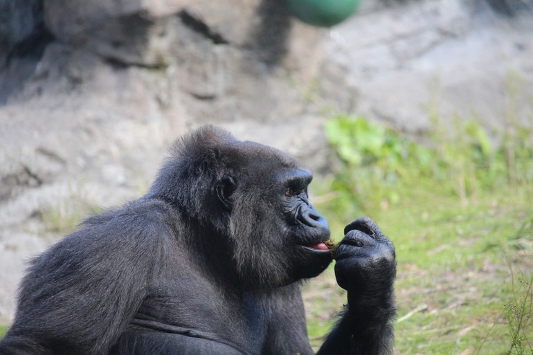 gorilla znachit obraz zhenschiny
