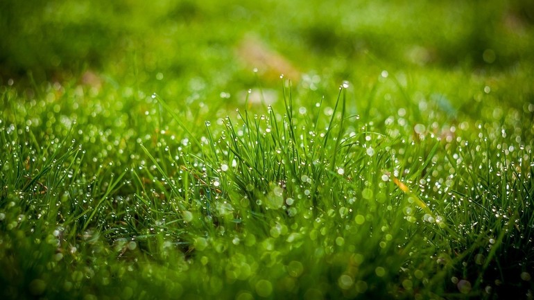 К чему снится свежая или сухая трава: толкование по соннику