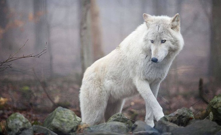 К чему снится белый волк: значения для девушки
