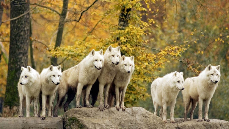 Приснился белый волк