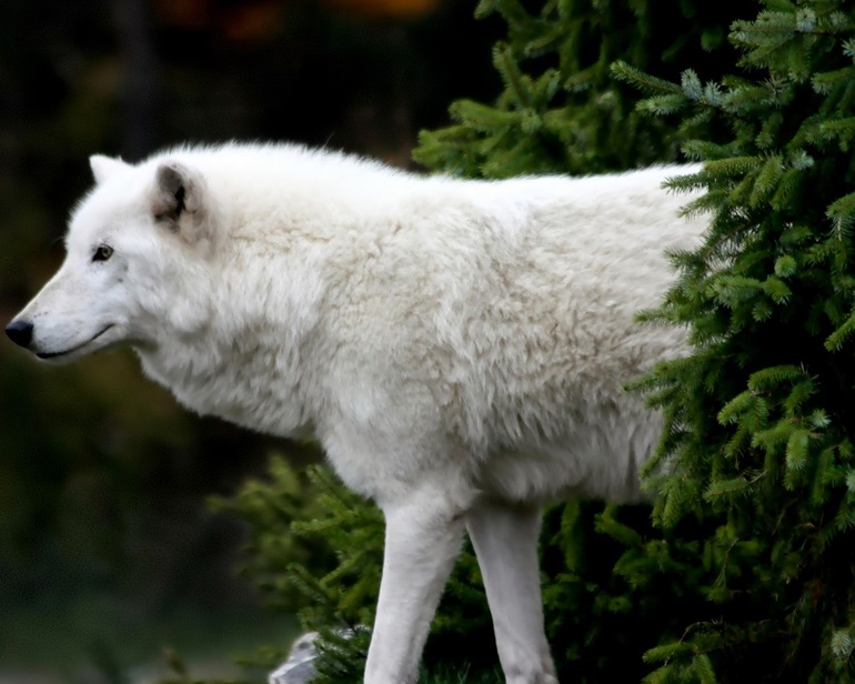 Видеть во сне белого волка