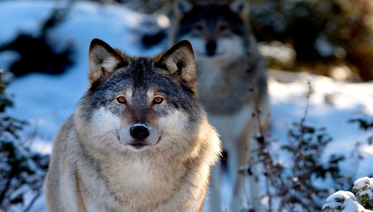 К чему снится охота на волков и других животных