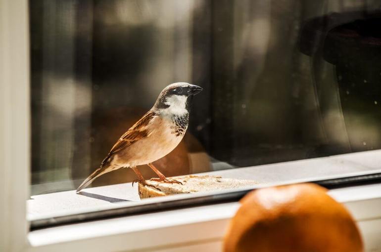 К чему снится птица, залетевшая в окно дома
