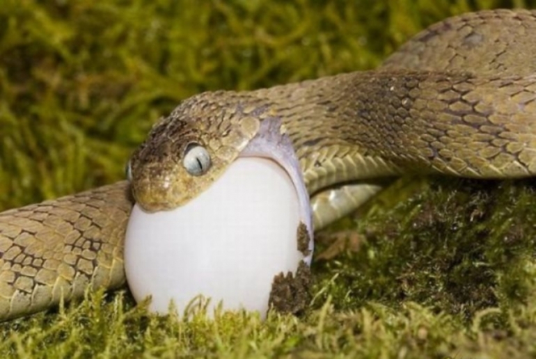 Яйцо пожирает змея