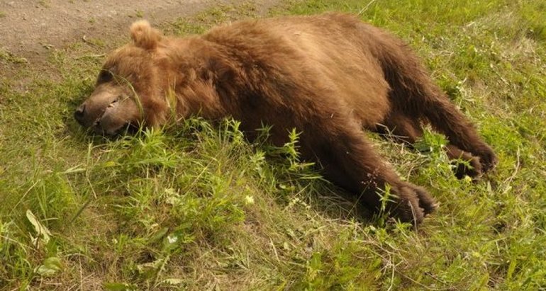 Видеть во сне убитого медведя