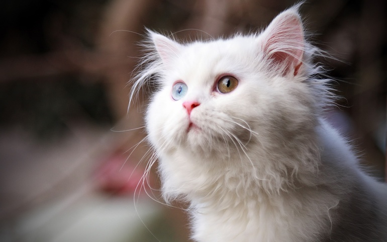 Приснился белый кот живым и здоровым